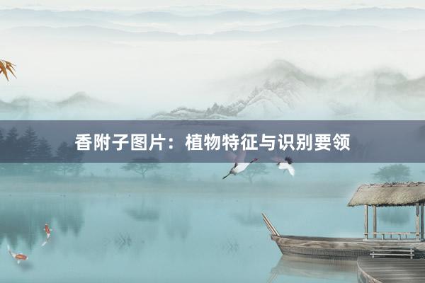 香附子图片：植物特征与识别要领